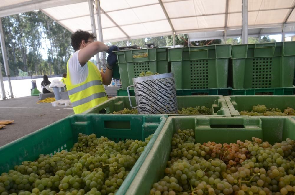 Las grandes bodegas tiran del carro en la vendimia Rías Baixas.