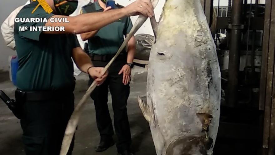 Intervienen más de 2.000 kilos de pescado ilegal en en Gran Canaria