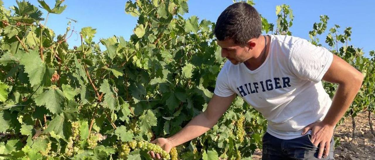 Recogida de variedad moscatel en Bodegas Aragonesas (D. O. Borja) | EL PERIÓDICO