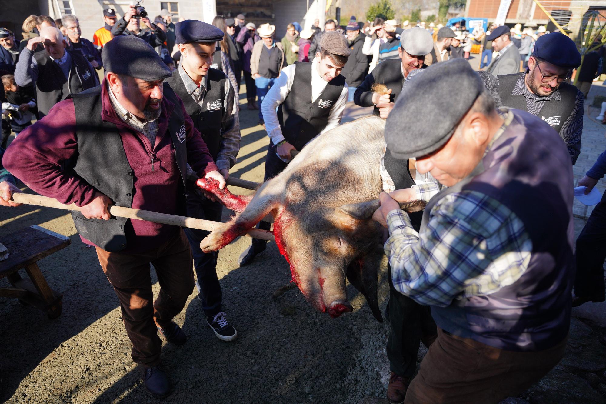 La Matanza do Porco en imágenes