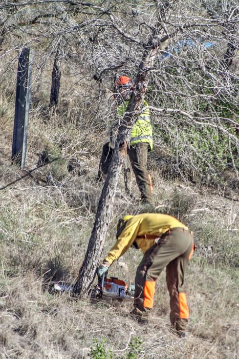 La tala de árboles ha comenzado esta semana y está previsto que una máquina "araña" se una para agilizar los trabajos