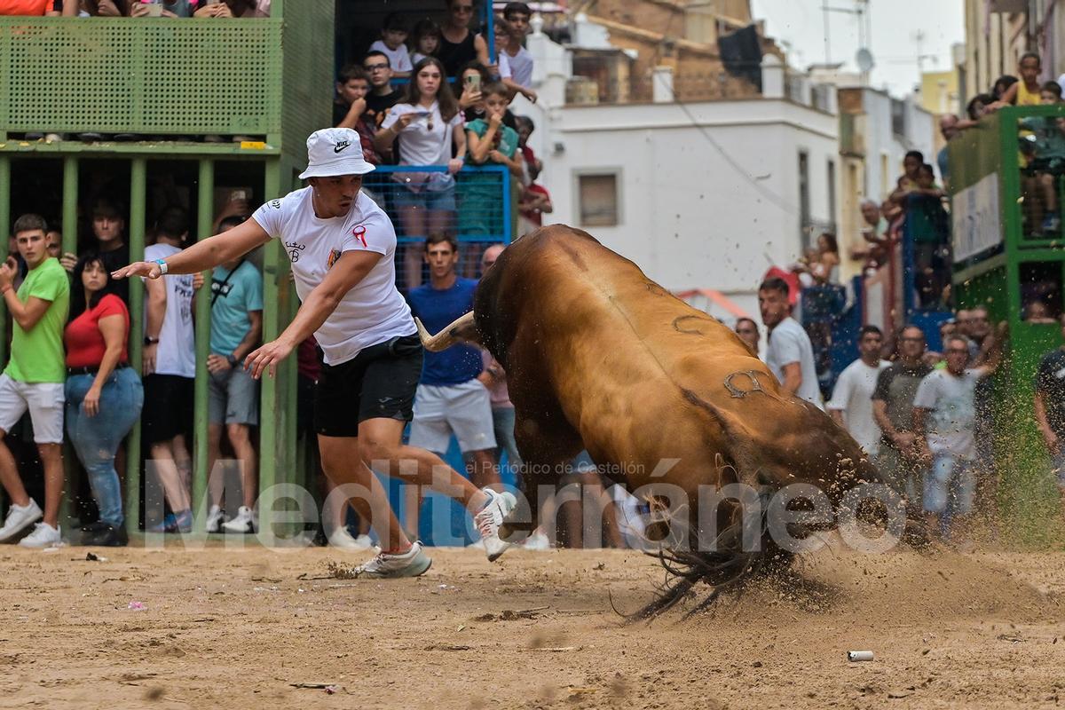 Bous a l'Alcora 2025