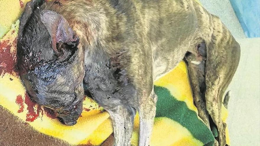 La Guardia Civil de Cáceres detiene al autor de causar la muerte a golpes a un galgo