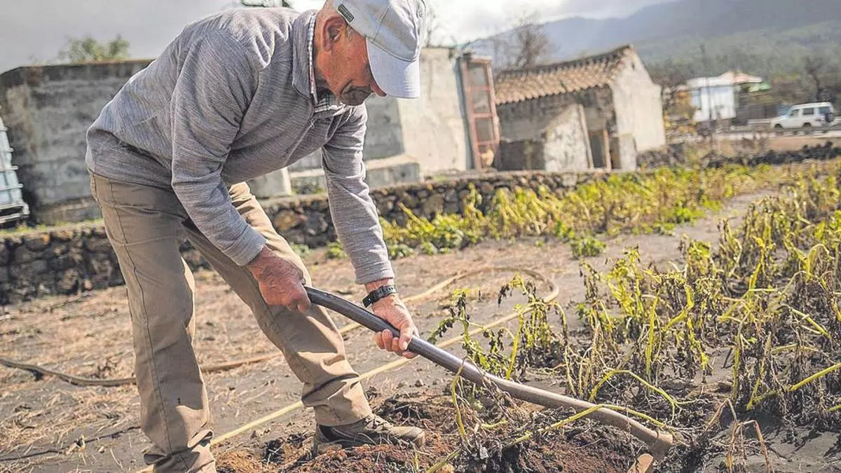 Canarias pierde una de cada cuatro explotaciones agrícolas desde 2009