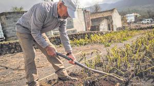 Un agricultor trabaja en su finca de La Palma. 