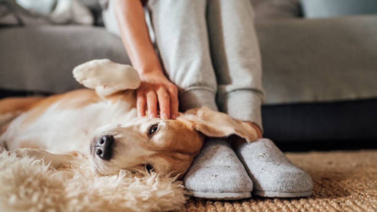 Como eliminar los pelos de tu mascota de la alfombra o sofá