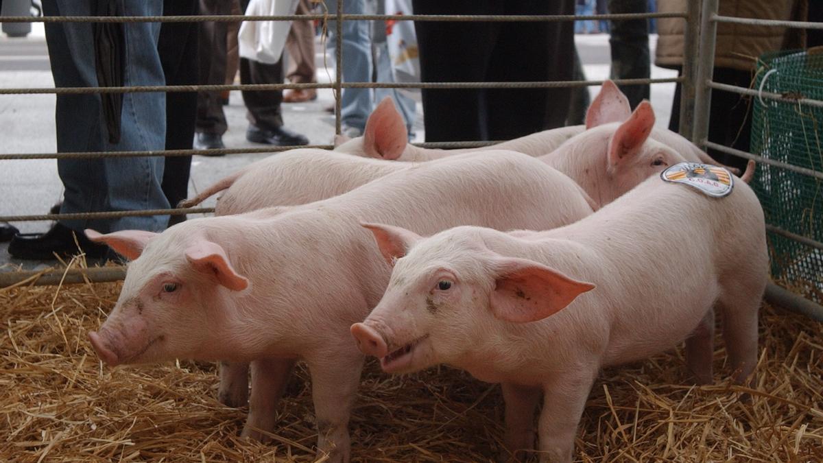 Cuatro lechones en una feria de exposición del porcino.