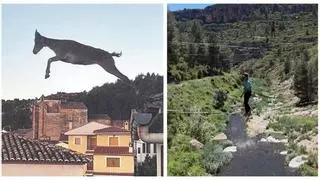 Jérica, en la mira de todos: primero las cabras 'voladoras' y ahora... funambulistas