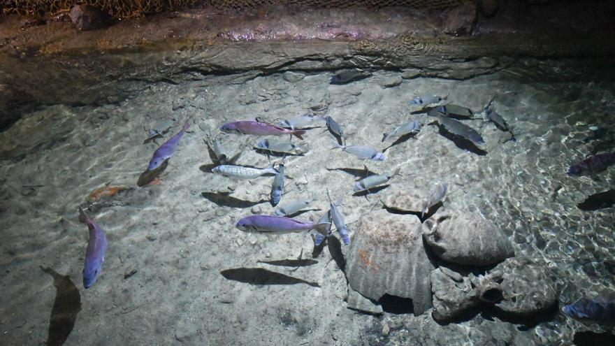 Galería de imágenes del acuario des Cap Blanc en Sant Antoni, en Ibiza