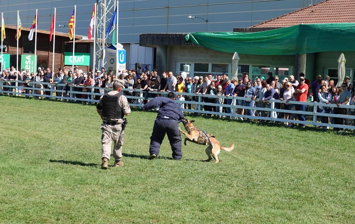 Exhibición canina Tercio Norte de Infantería de Marina.