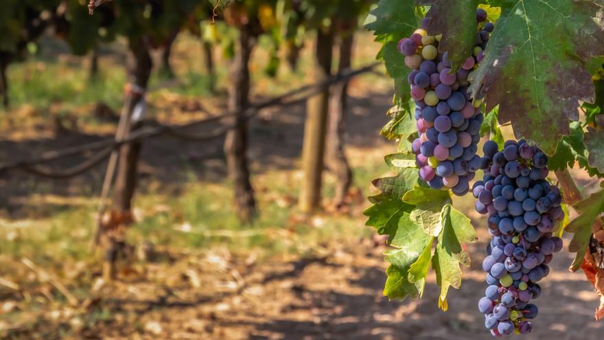La UIB trabajará con la Universidad de Oxford para potenciar la innovación en el sector vitivinícola