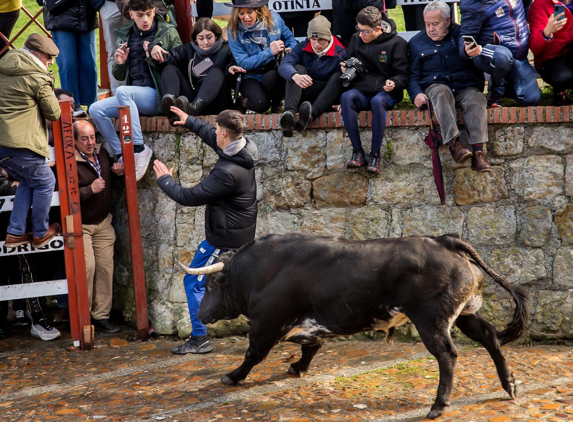 GALERÍA: Cinco heridos durante el encierro de Orive en el Carnaval del Toro de Ciudad Rodrigo