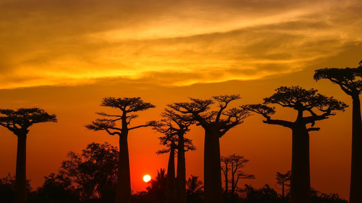 La isla más &quot;mágica&quot; del mundo: playas, animales exóticos y plantas que parecen de otro planeta.