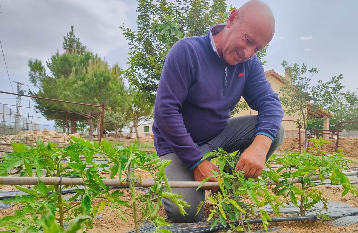 El candidato de Izquierda Unida, Podemos y Alianza Verde a la Alcaldía, Pedro Sosa, en su huerta de El Nublo atando tomates, este sábado.