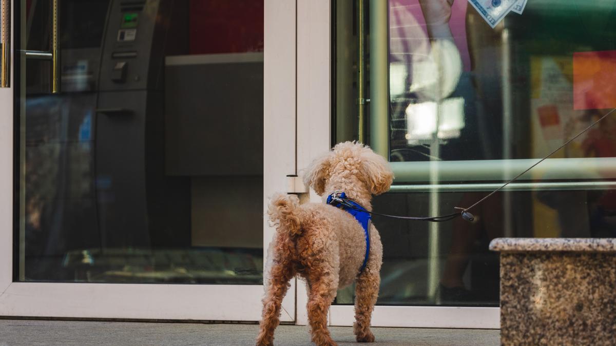 Dejar a tu Perro Atado Frente a una Tienda: Un Error que Podría Costarte Caro