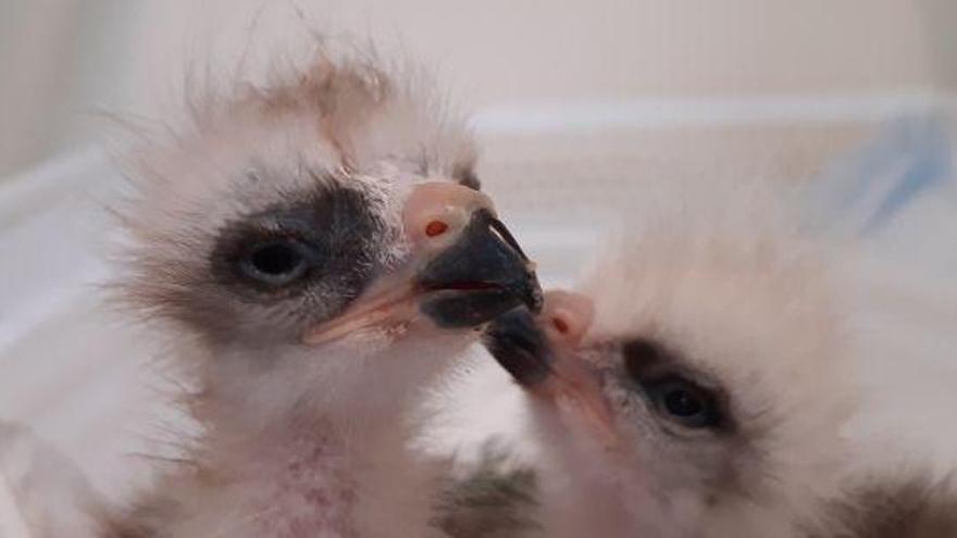 Nacen con la incubación artificial las primeras crías de milano real
