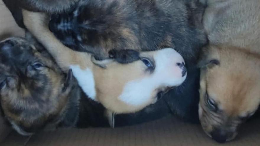 Hallan una caja con cachorros abandonados en un barranco de Canarias