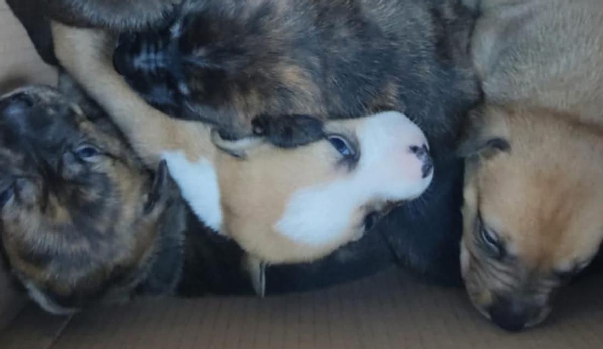 Todos los detalles de la ley de bienestar animal