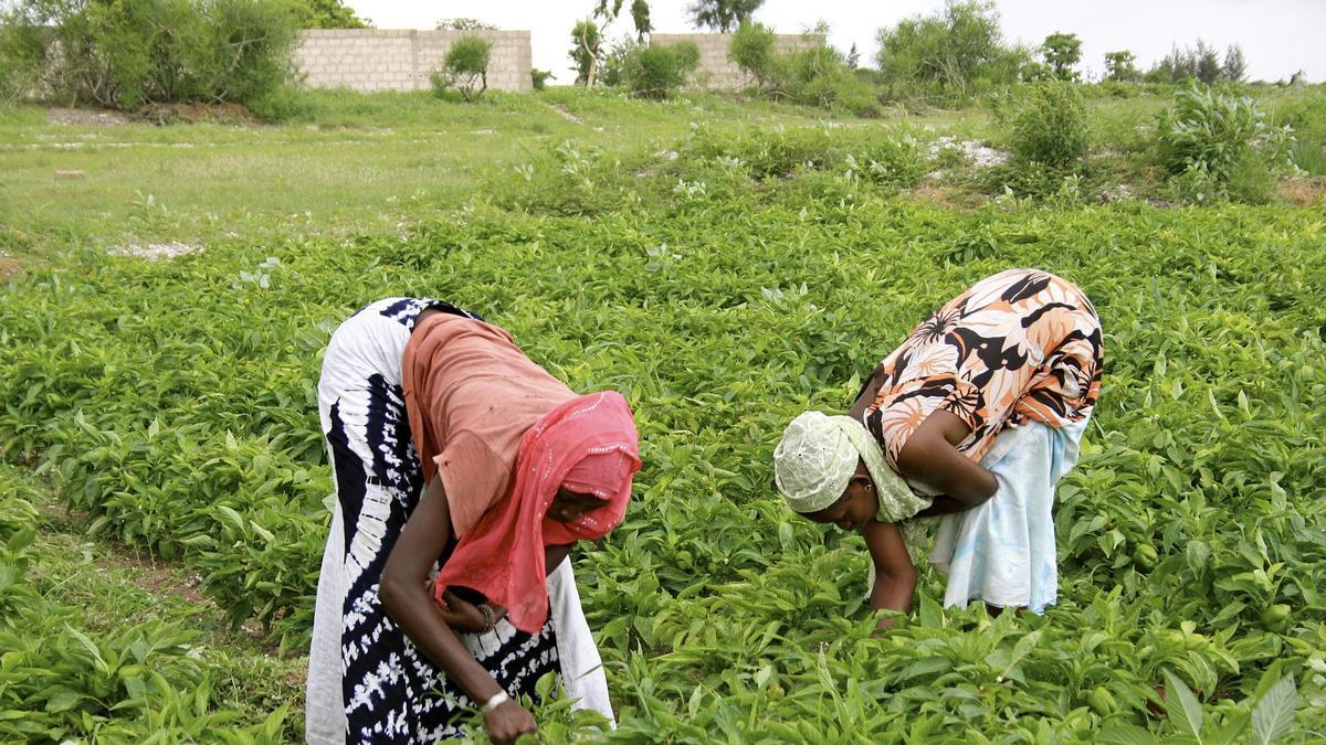La lluvia transforma el Sahel y abre una alternativa a la huida’ en patera