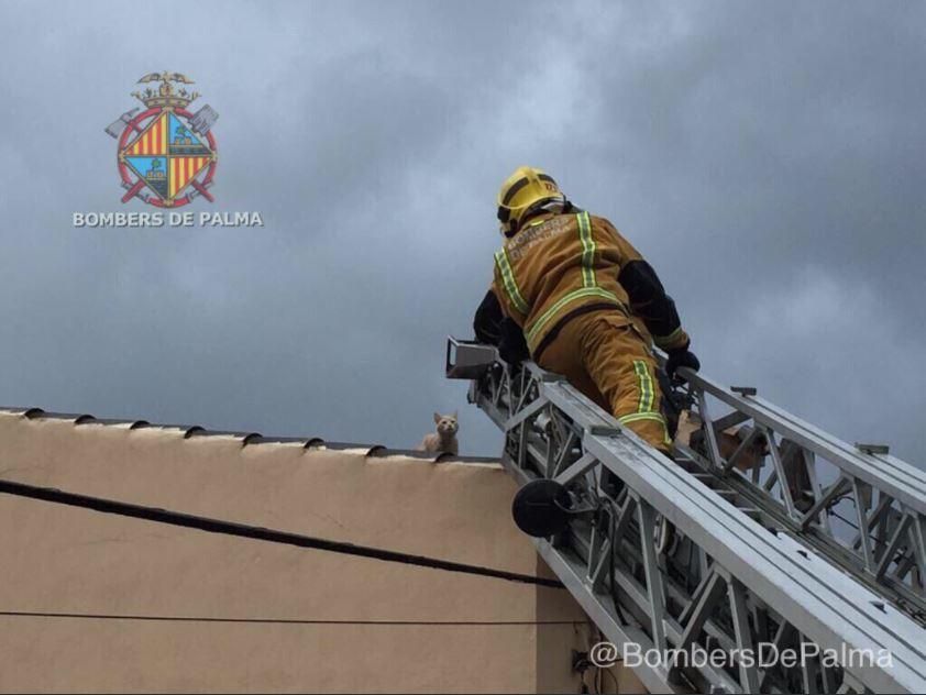 Los bomberos rescatan a un gato en Palma