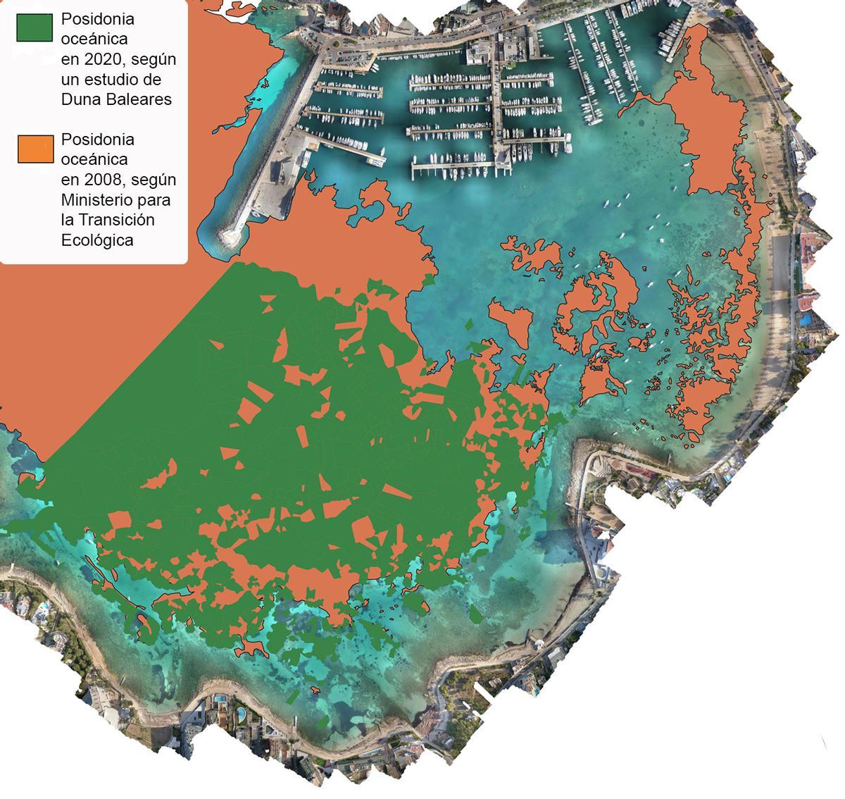 Comparativa sobre la extensión de ‘Posidonia oceanica’ en la bahía de Portmany entre 2008 y 2020.