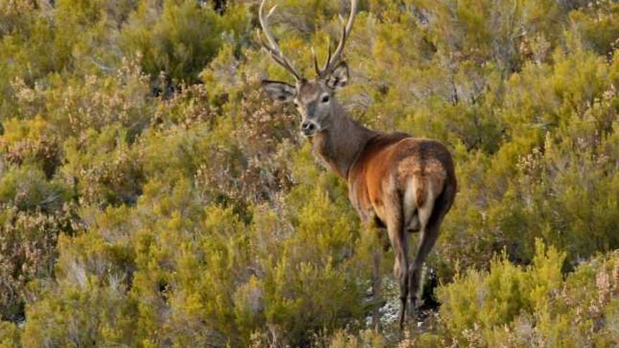 Un ejemplar de ciervo macho en un monte.