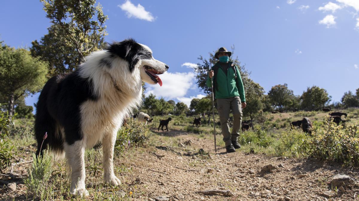 Un perro vigila un rebaño de cabras junto a su pastor.