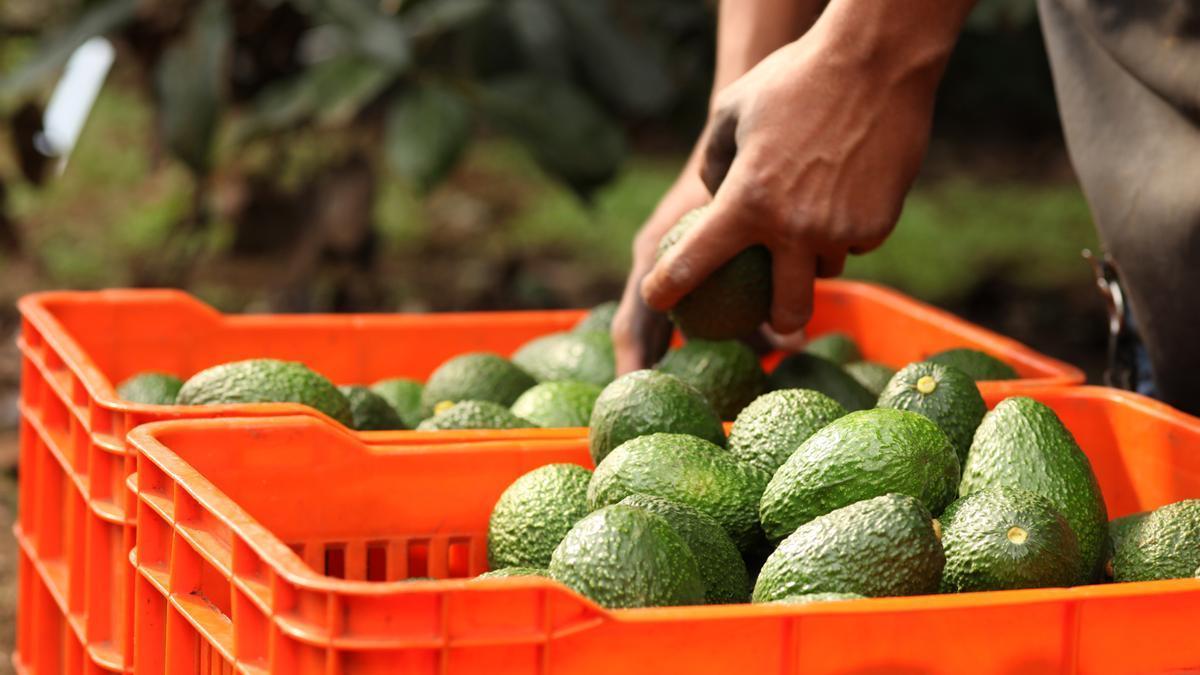Una persona coge aguacates de una caja.