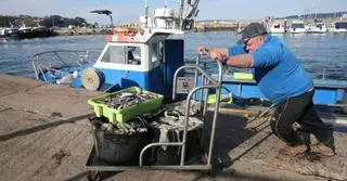 Las ventas de las lonjas superan por segunda vez los 10 millones de euros gracias al estirón de Moaña