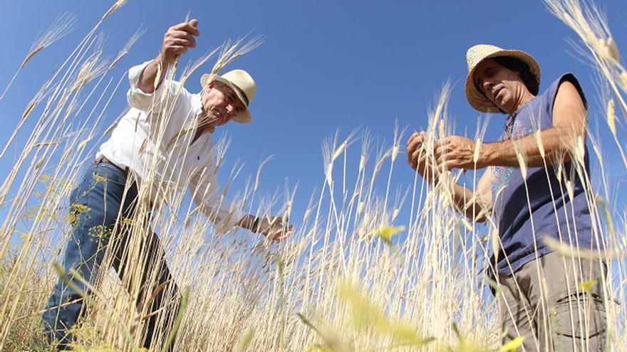 Pepe Cobos y Alonso Navarro en la plantación.