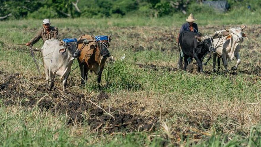 Cuba: Cómo cultivar y alimentar a un país sin combustible