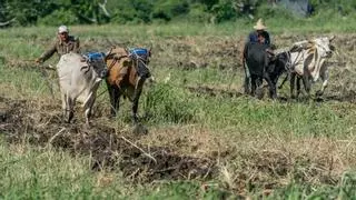 Cuba: Cómo cultivar y alimentar a un país sin combustible