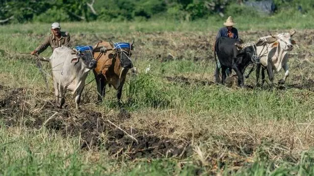 Cuba: Cómo cultivar y alimentar a un país sin combustible