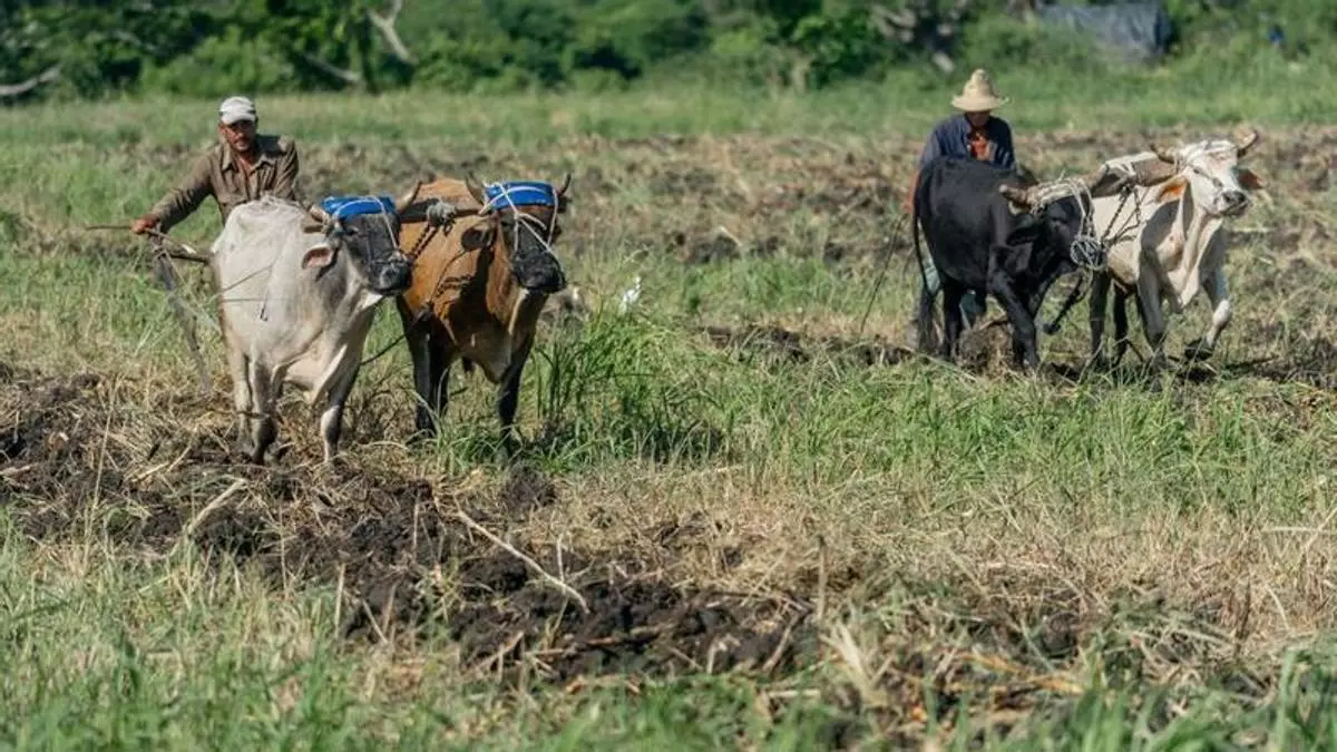 Cuba: Cómo cultivar y alimentar a un país sin combustible