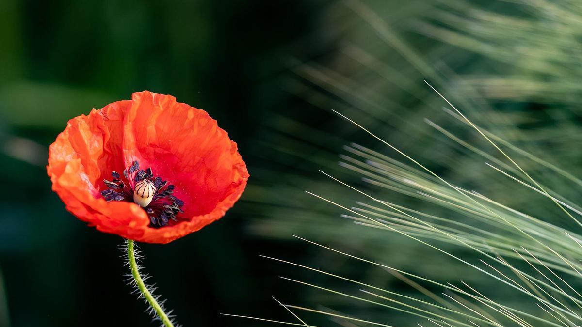 Las amapolas darán un toque natural a tu hogar