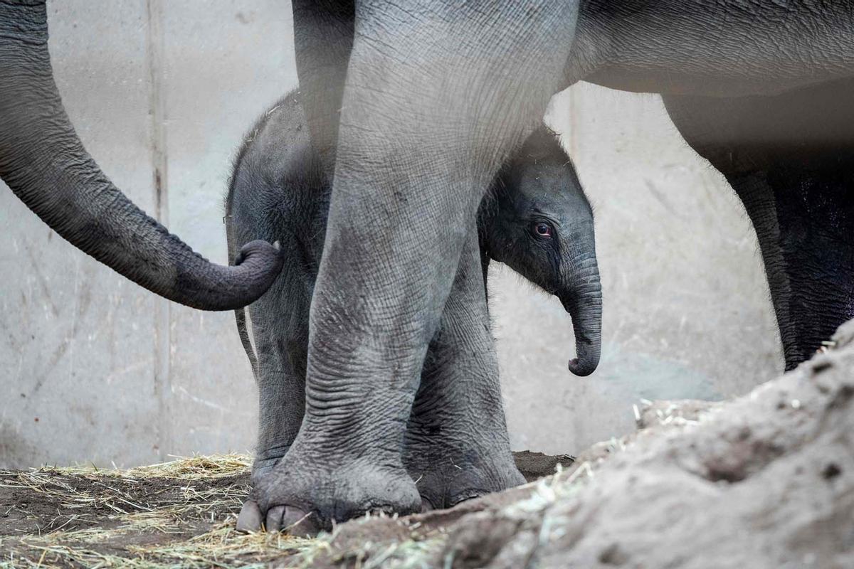 Una cría de elefante recién nacida pasea el zoo de Copenhague