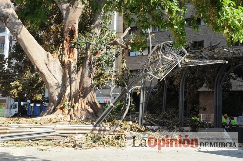 El día después de la caída de la rama del ficus de