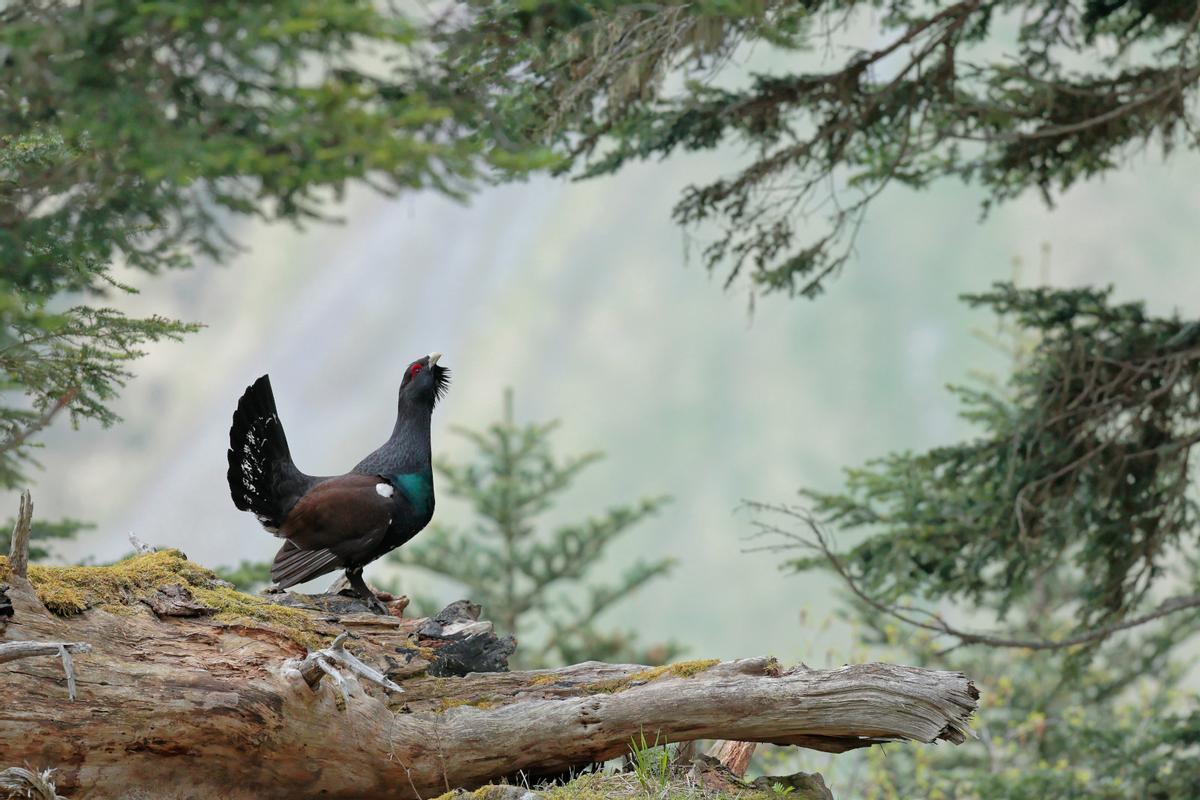 Urogallo en los Pirineos