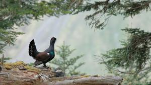 Urogallo en los Pirineos