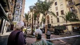 Barcelona recupera las palmeras de la plaza de Trilla con una especie insólita en la ciudad