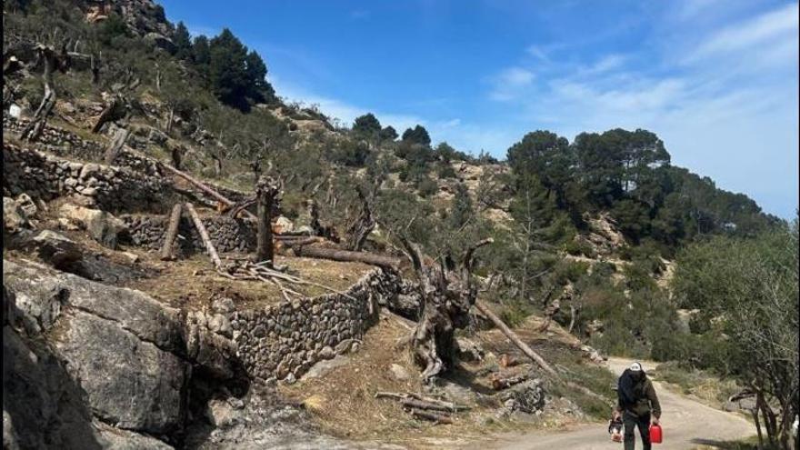 Regenera Deià impulsa un fondo para facilitar la recuperación agrícola del municipio