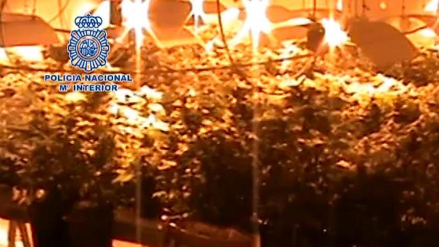 La Policía se incauta de 850 plantas de marihuana en un chalé de Gijón