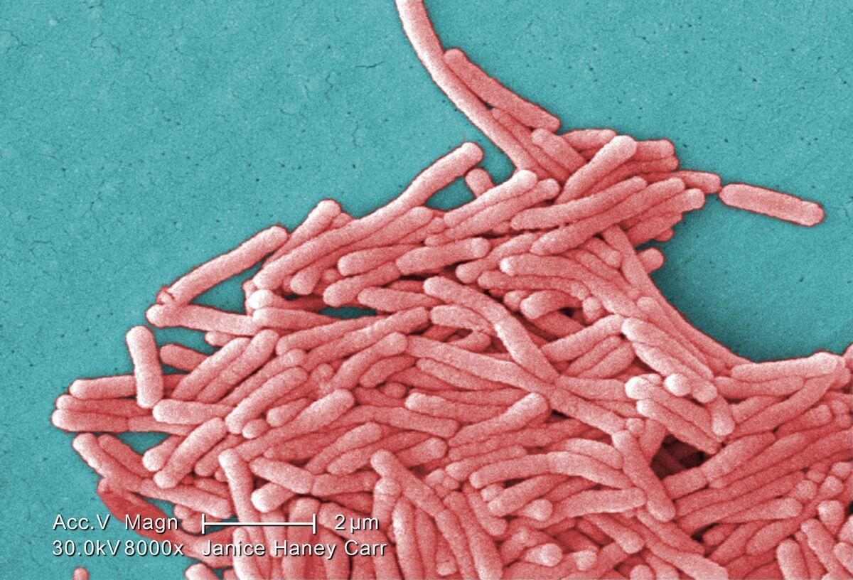 Imagen microscópica de la bacteria legionela