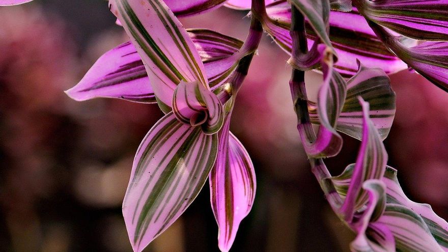 Amor de hombre: la planta que siempre florece y necesita pocos cuidados