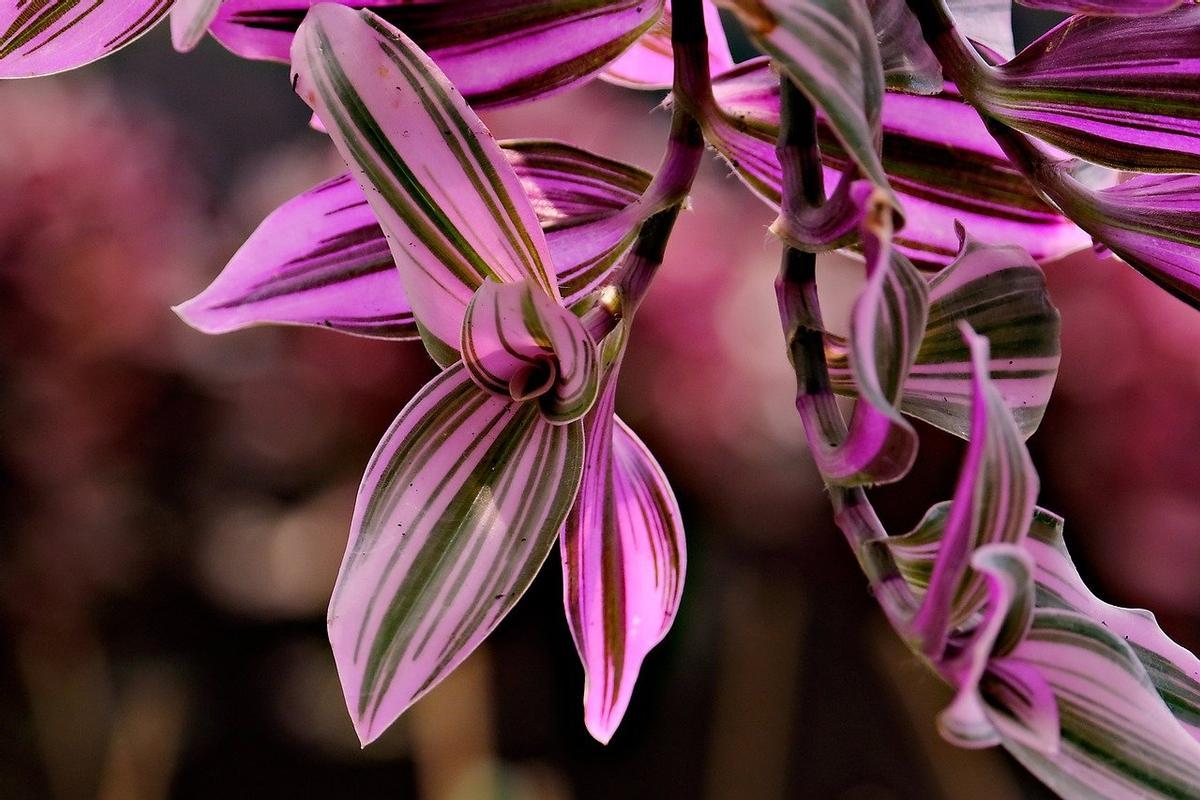 Tradescantia o amor de hombre: la planta que siempre florece.