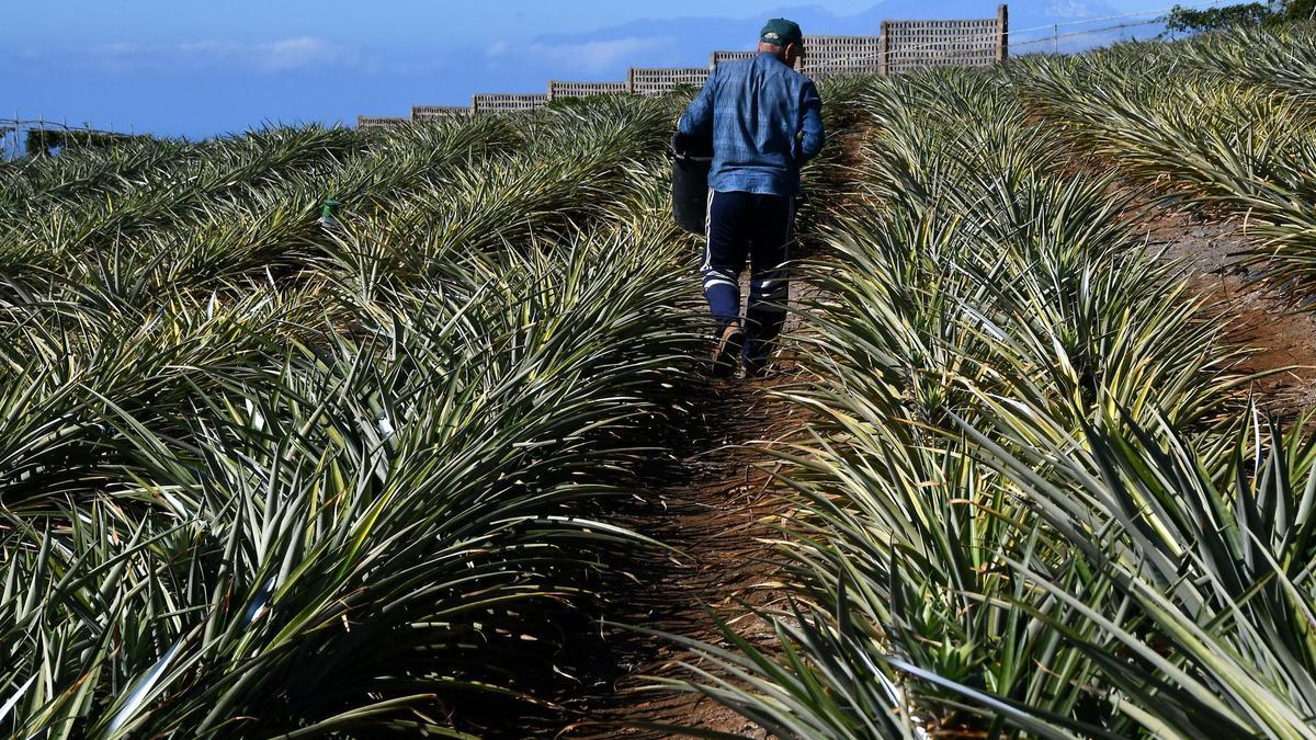 Un agricultor trabaja en una finca de piñas en Veneguera, Gran Canaria.