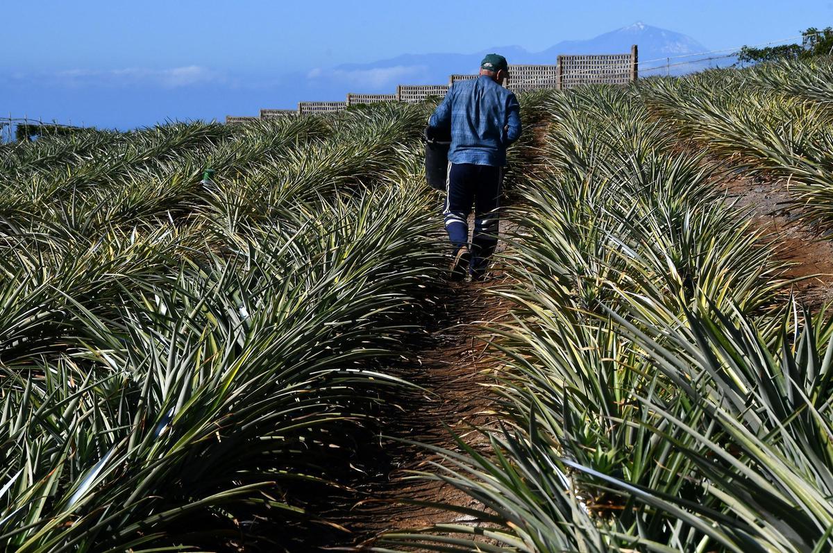 Un agricultor trabaja en una finca de piñas en Veneguera, Gran Canaria.