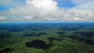 La mitad de la Amazonia puede desaparecer en 2050 y alterar el clima de toda la Tierra