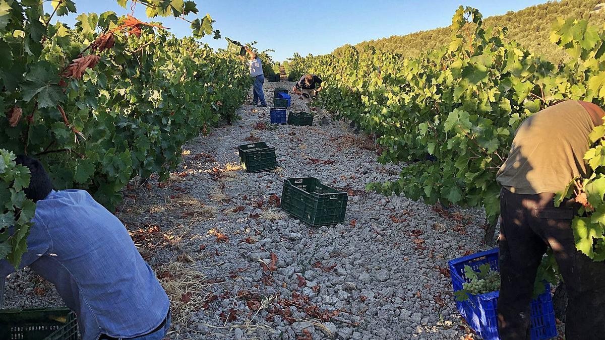 Un grupo de viticultores cosecha uvas en uno de los viñedos ecológicos en espaldera con los que cuenta la firma Bodegas Robles.