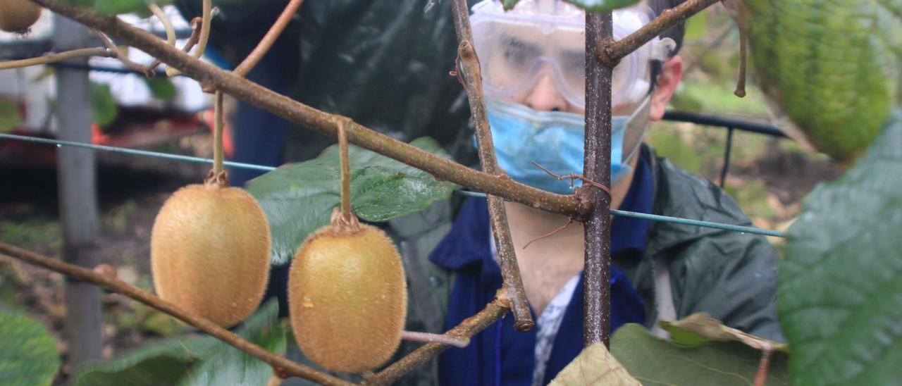 Un operario, en la isla del Arcubín, en Soto, durante la última campaña de recolección del fruto.